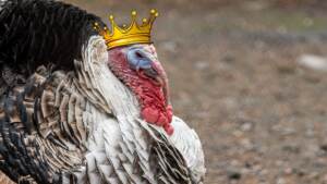 turkey king