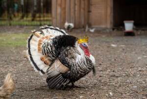 What Is a Google Core Update? weird facts about thanksgiving
